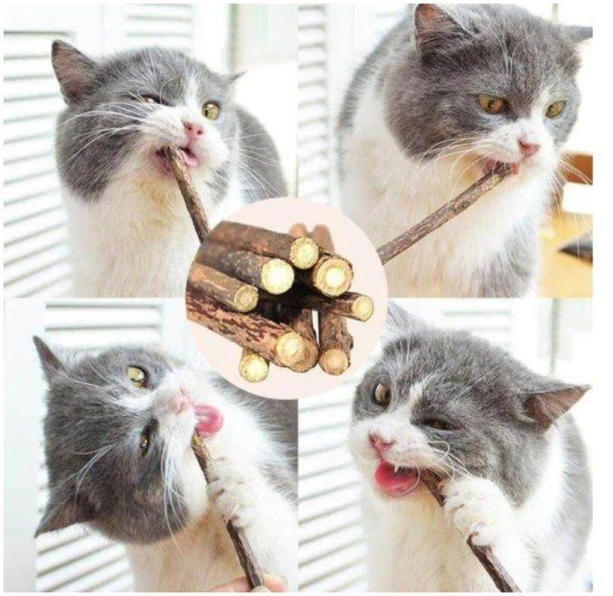 Friandises Cookies au Saumon et Catnip pour Chat Adulte