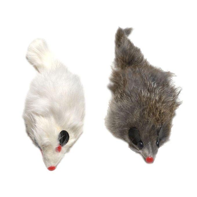 SOURIS GRISE ET BLANCHE