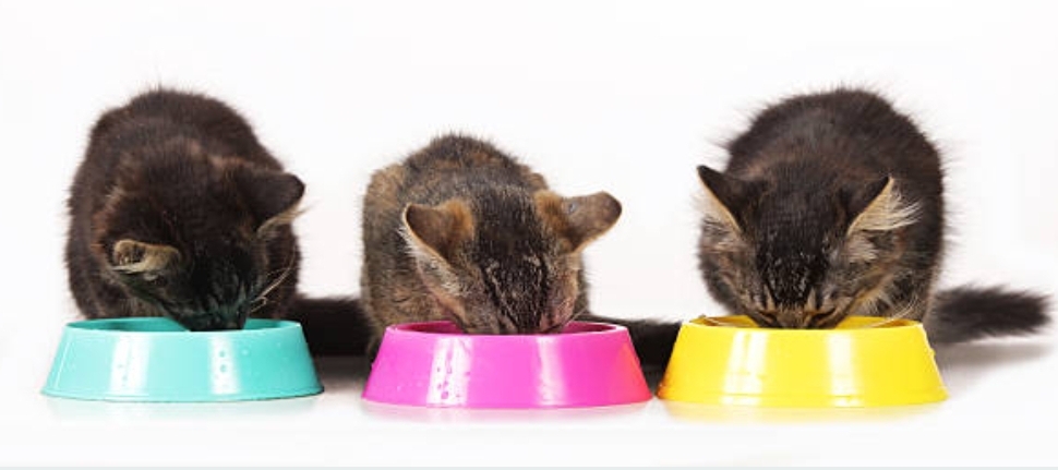 ALIMENTATION NATURELLE CHIENS & CHATS